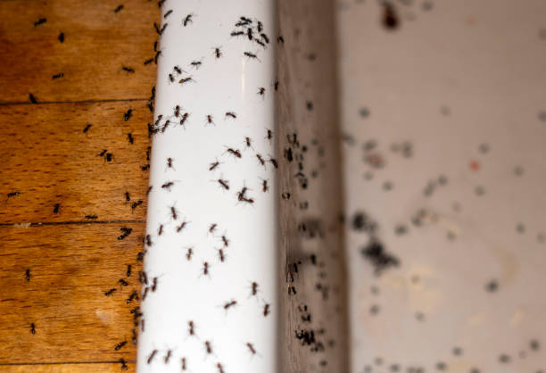 Best Mosquito Control Services  in Shortsville, NY