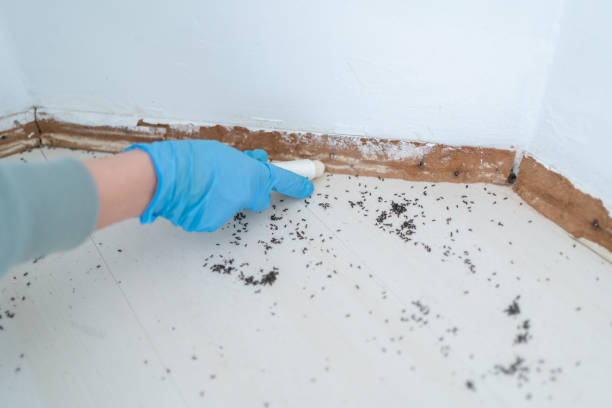 Best Termite Control Services  in Shortsville, NY